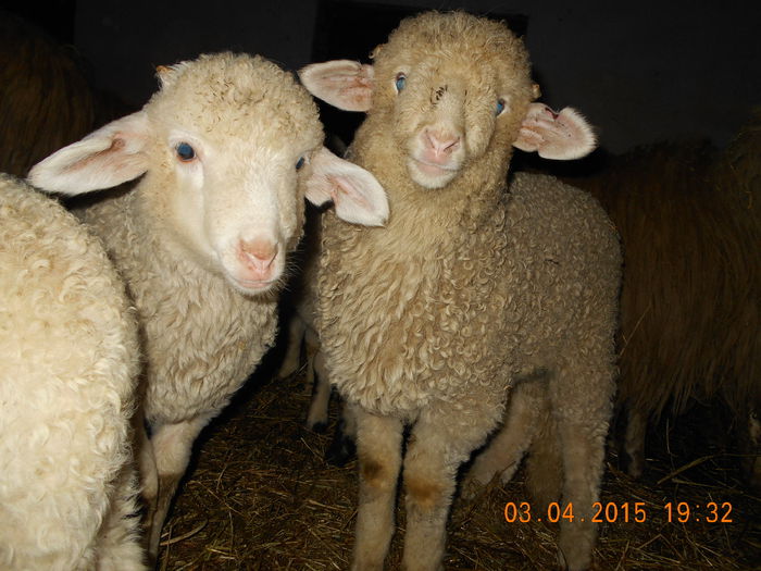 DSCN3044 - Productia De Miei 2015