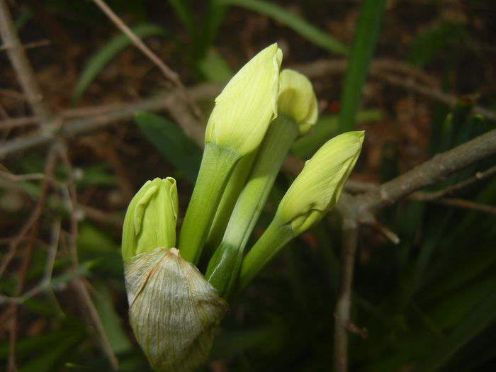 Narcissus Geranium (2015, April 01)