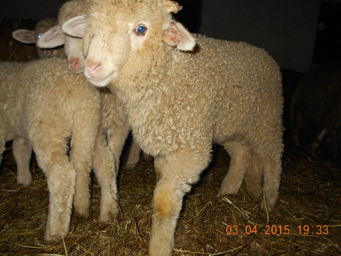 DSCN3048 - Productia De Miei 2015