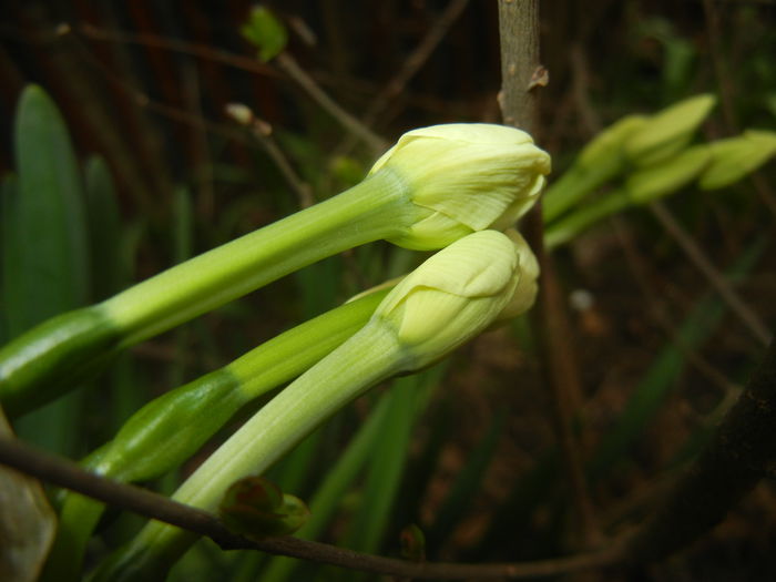 Narcissus Geranium (2015, April 01)