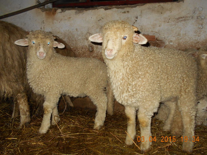 DSCN3051 - Productia De Miei 2015