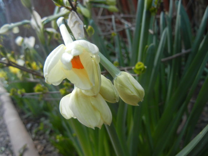Narcissus Geranium (2015, April 03)