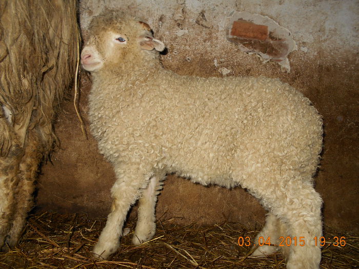 DSCN3058 - Productia De Miei 2015