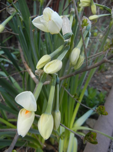 Narcissus Geranium (2015, April 03)