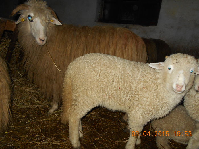 DSCN3064 - Productia De Miei 2015