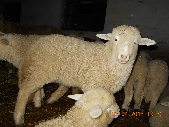 DSCN3065 - Productia De Miei 2015