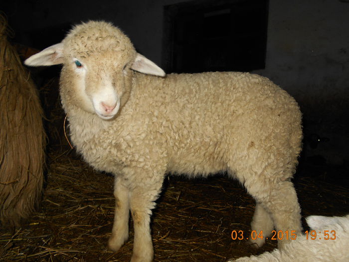 DSCN3067 - Productia De Miei 2015