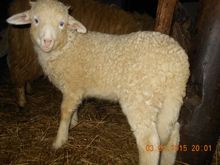 DSCN3092 - Productia De Miei 2015