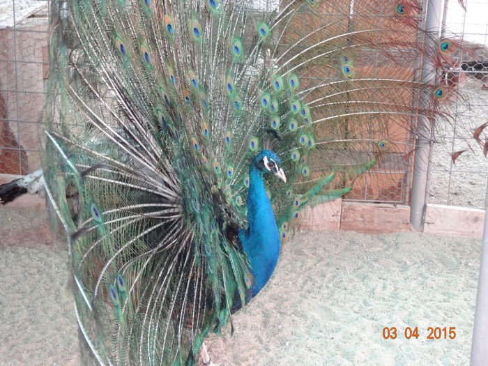 DSC07019