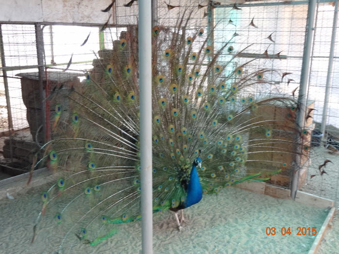 DSC07020