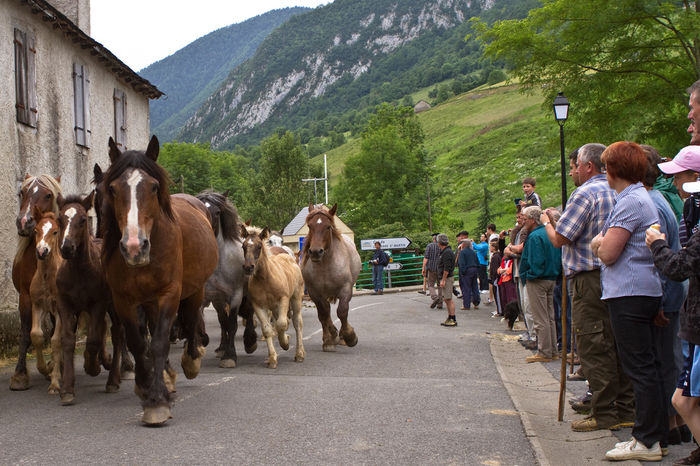 Transhumanta in Pirinei-9x
