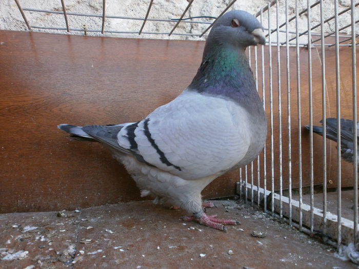 P2188322 - ARHIVA   AMERICANI   VINDUTI