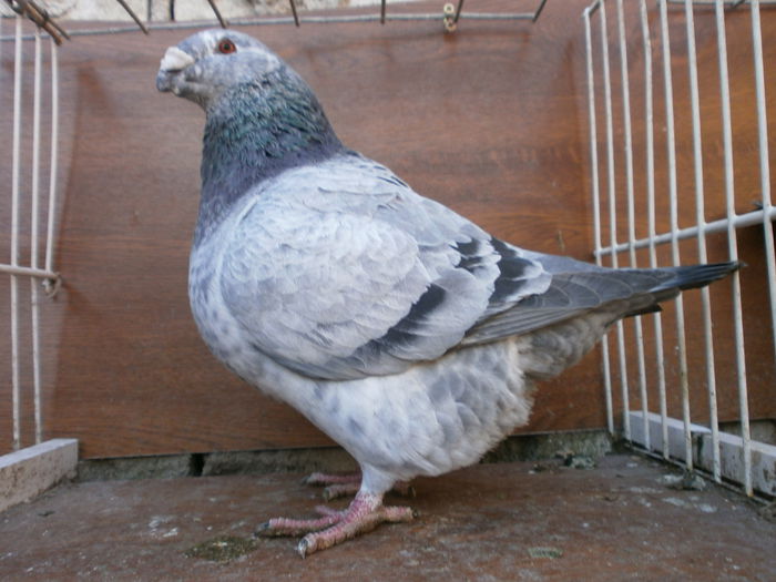 P2188344 - ARHIVA   AMERICANI   VINDUTI