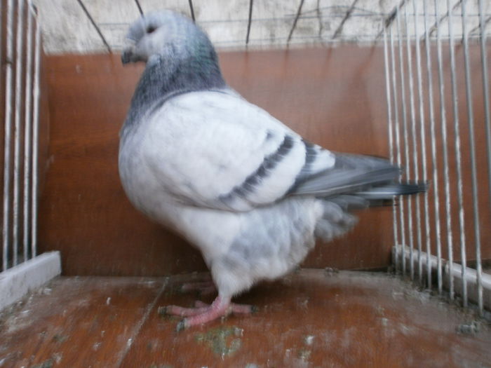 P2208349 - ARHIVA   AMERICANI   VINDUTI