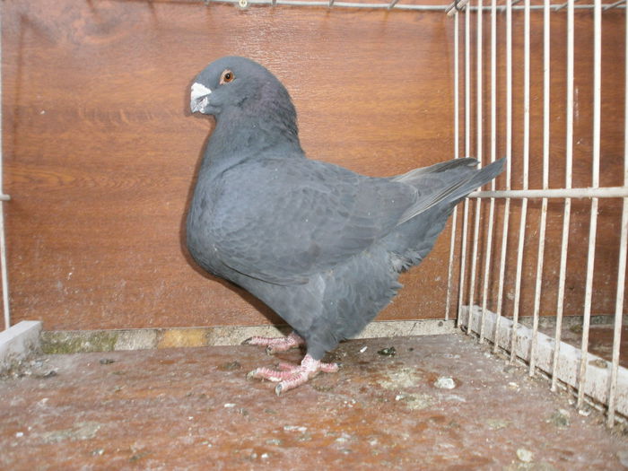 P2208294 - ARHIVA   AMERICANI   VINDUTI