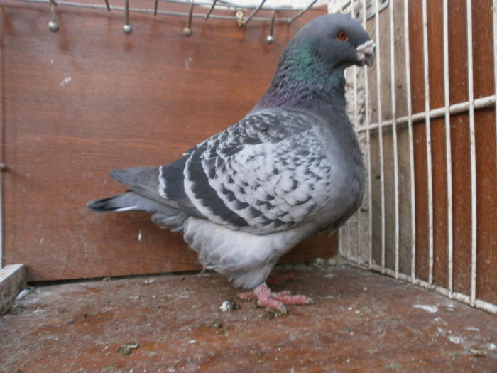 P2208322 - ARHIVA   AMERICANI   VINDUTI