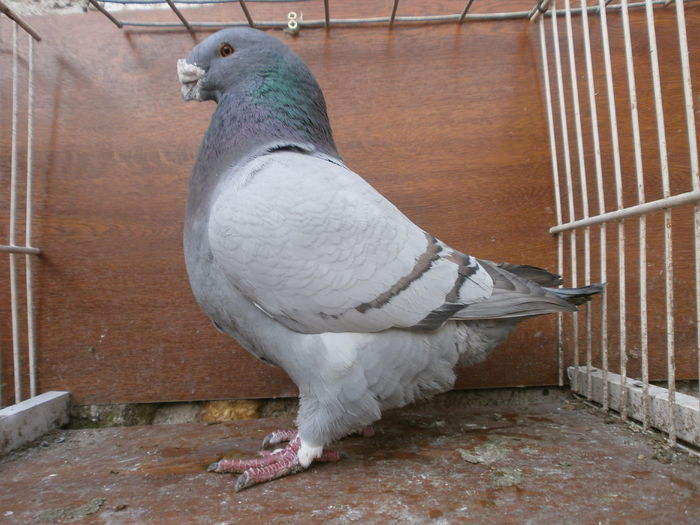 P2218319 - ARHIVA   AMERICANI   VINDUTI