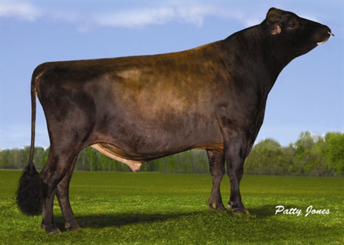 Imagination-Pp - JERSEY-Semex