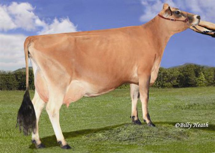 fica Imagination - JERSEY-Semex