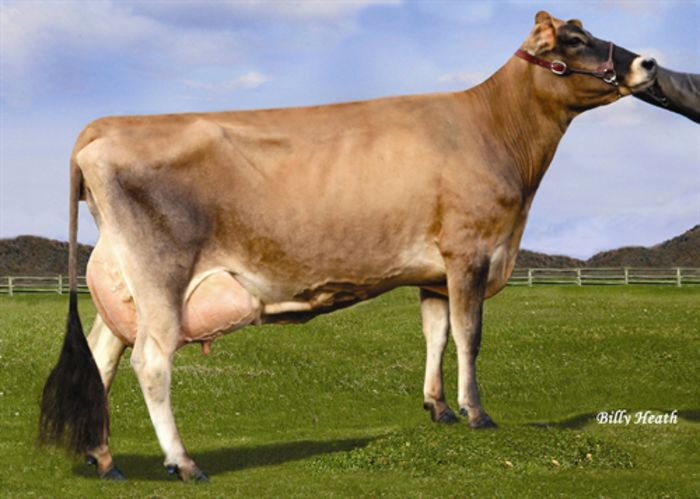 fica Joker - JERSEY-Semex