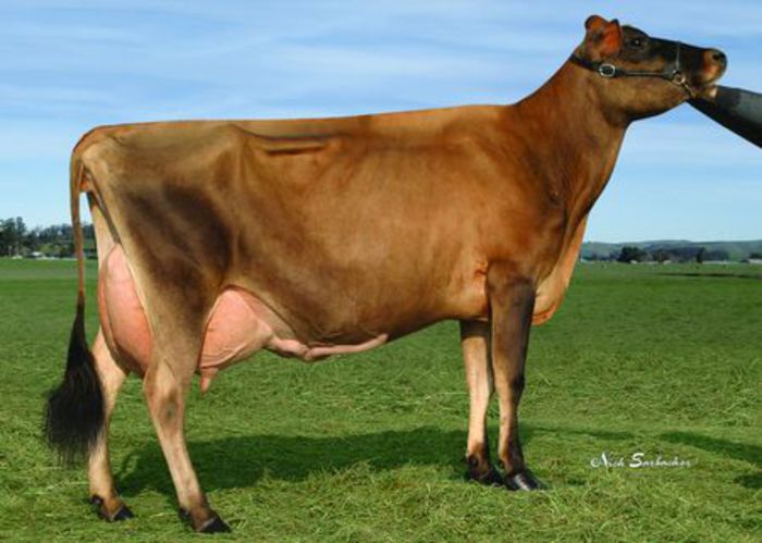 Lelia - JERSEY-Semex