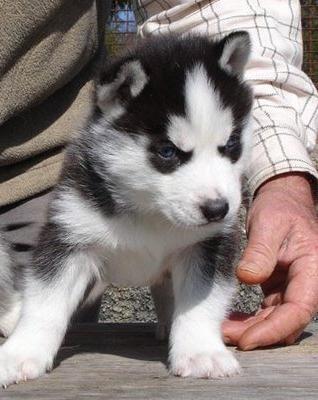 pic124015_caine_Husky_siberian