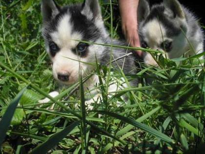 pic133537_caine_Husky_siberian