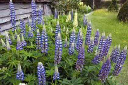 Lupinus_The_Governor; anthesis
