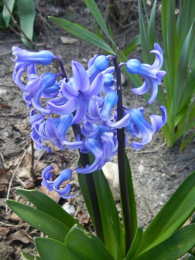 Hyacinth Delft Blue (2015, April 03)
