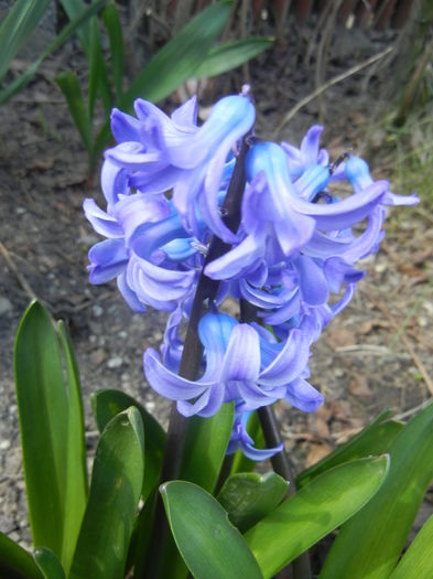 Hyacinth Delft Blue (2015, April 03) - Hyacinth Delft Blue