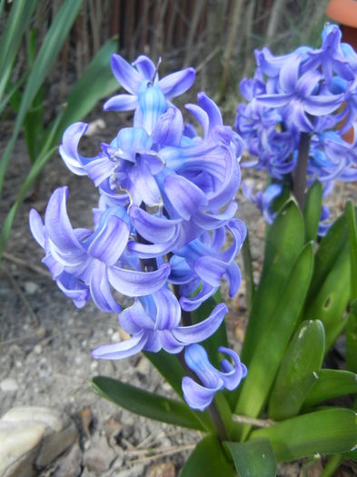 Hyacinth Delft Blue (2015, April 03) - Hyacinth Delft Blue