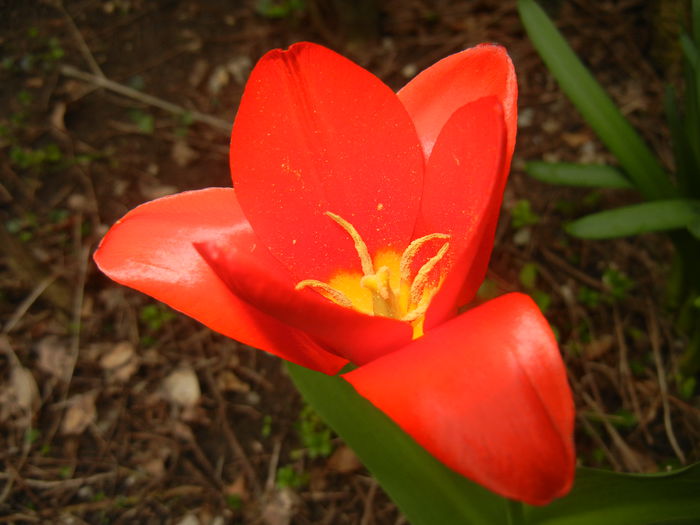 Tulipa Showwinner (2015, April 01)