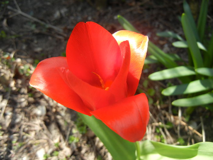 Tulipa Showwinner (2015, April 03) - Tulipa Showwinner