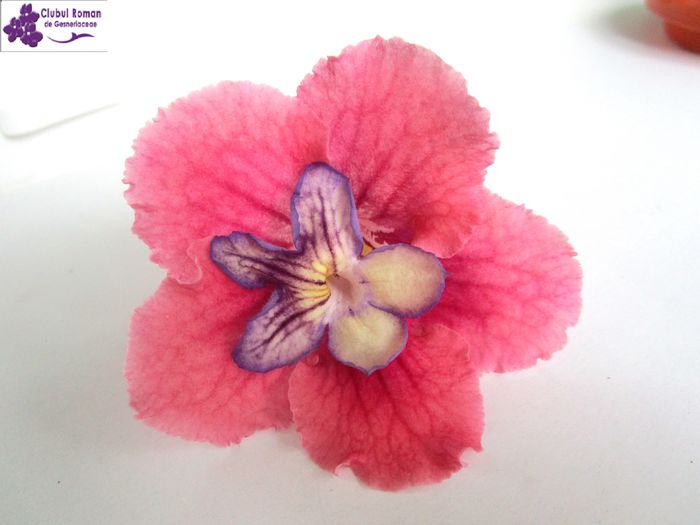 Seren & Kristin (4-04-2015) - Streptocarpusi 2015