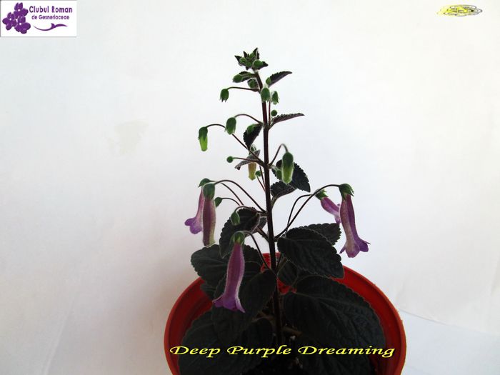 Deep Purple Dreaming (4-04-2015) - Sinningii 2015