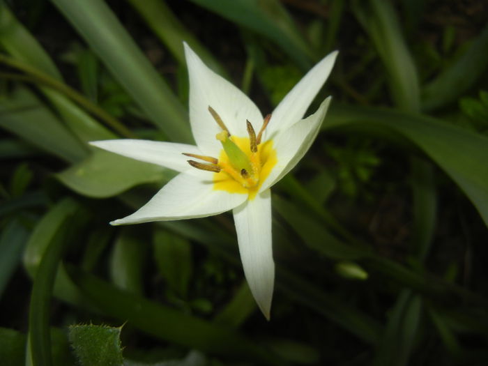 Tulipa Turkestanica (2015, April 01)