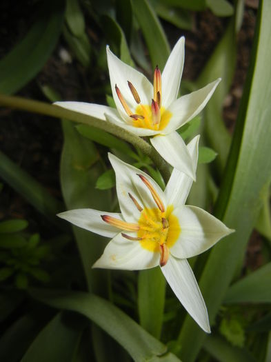 Tulipa Turkestanica (2015, April 01)