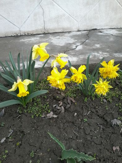 20150401_105234 - 2 primavara