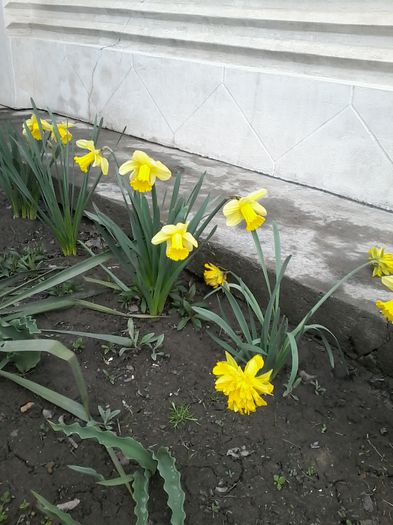20150401_105239 - 2 primavara