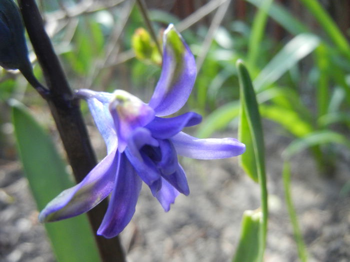 Hyacinth Isabelle (2015, April 03)