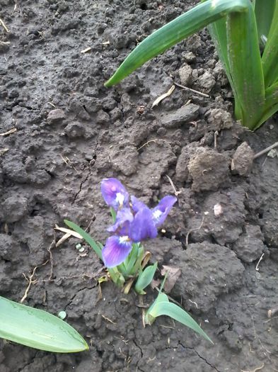 20150401_105026 - 2 primavara
