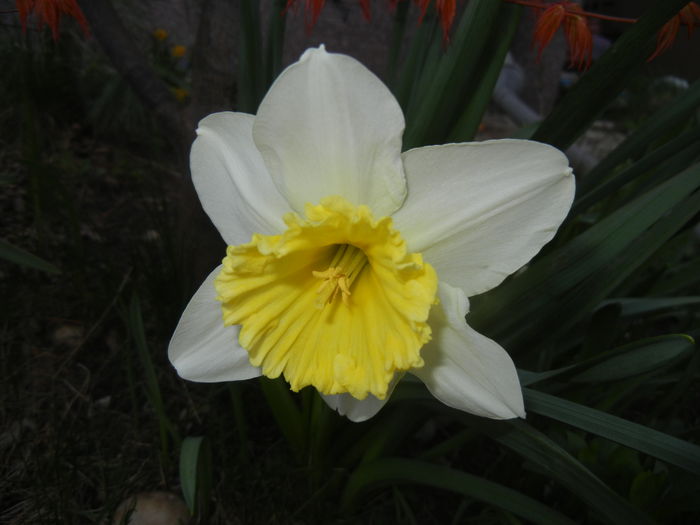 Narcissus Ice Follies (2015, April 01)