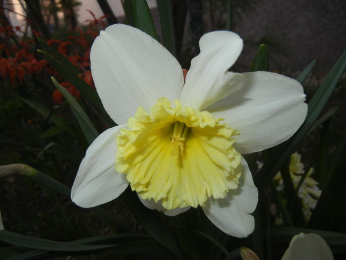 Narcissus Ice Follies (2015, April 01)
