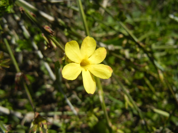 Jasminum nudiflorum (2015, April 03)