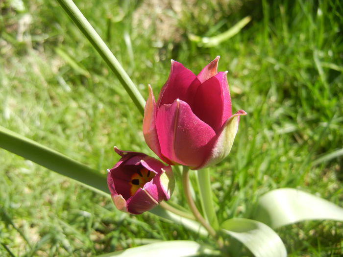 Tulipa Persian Pearl (2015, April 03)