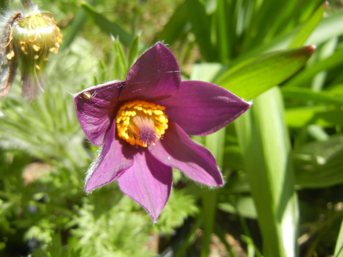 Pasque Flower_Pulsatilla (2015, Apr.03) - PASQUE FLOWER Pulsatilla