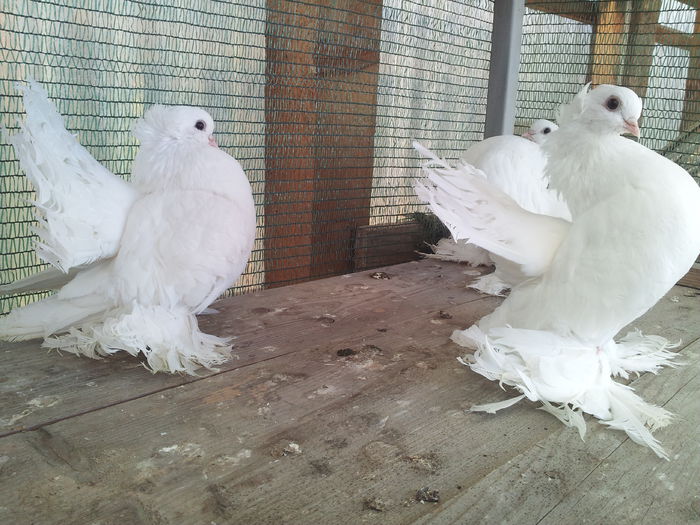 3 buc F 2014, CAFCATALIN