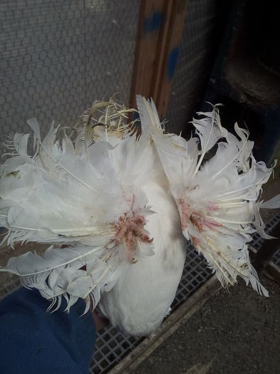 provenienta CAFCATALIN