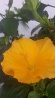 havana-1 - 002 Care dintre hibiscusi este