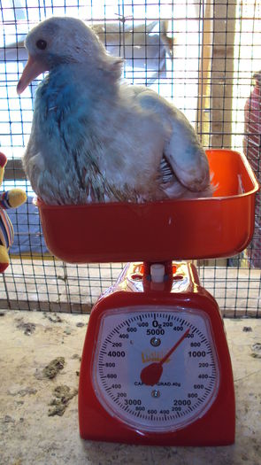 poza 15 - M2 la 24 zile...; 520gr
